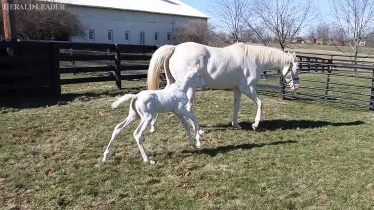 White Thoroughbred Racehorse